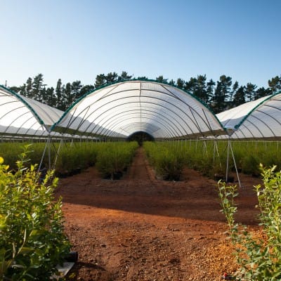 Polytunnels
